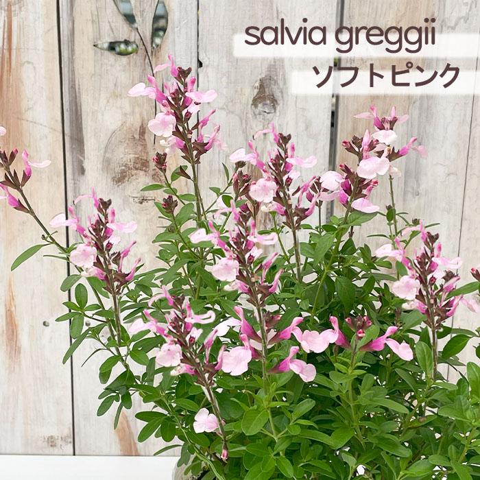 【完売御礼】I チェリーセージ 大きめ苗 多花性 蕾付き ピンク ツートンカラー 日本花キ流通 予約販売 サルビア 苗 サルビア ミラージュ ソフトピンク