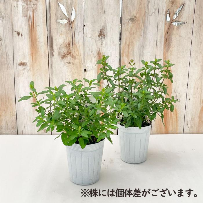 日本花キ流通 予約販売 サルビア 苗 サルビア ミラージュ ローズバイ