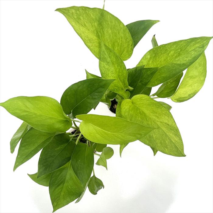 観葉植物 ポトス テルノ No.024 ムーンライト 8cmポット 小型 小さい