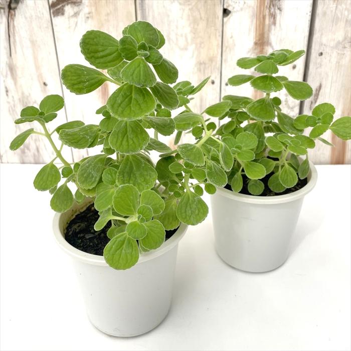 日本花キ流通 観葉植物 アロマティカス 4号鉢 虫除け ゴキブリ