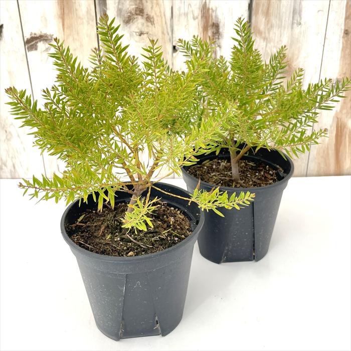 日本花キ流通 アカシア テレサ 5号鉢 送料無料 矮性種 庭木 苗木 花木