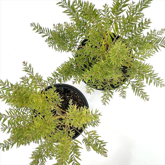 日本花キ流通 アカシア テレサ 5号鉢 送料無料 矮性種 庭木 苗木