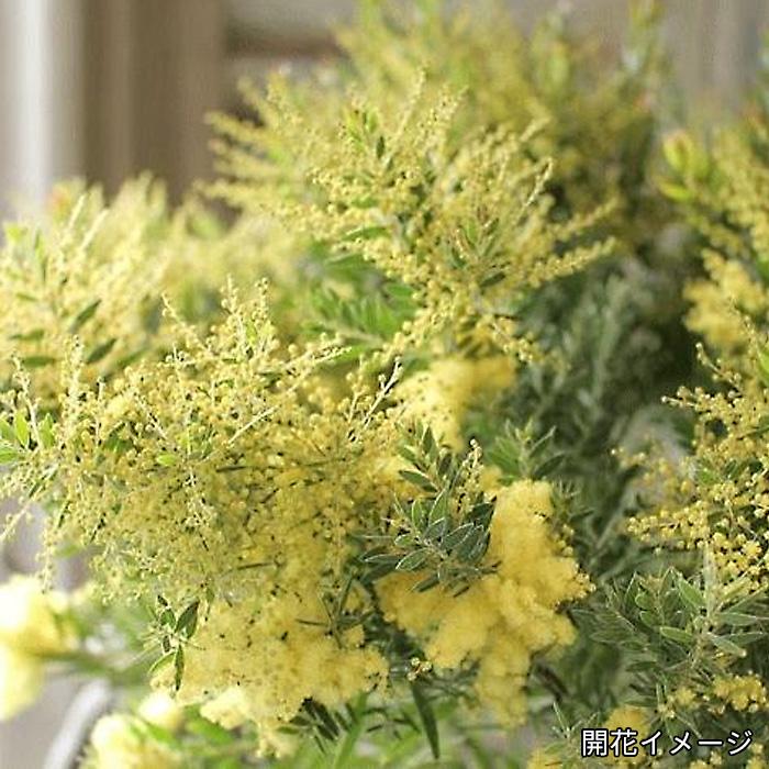 日本花キ流通 アカシア テレサ 5号鉢 送料無料 矮性種 庭木 苗木 花木