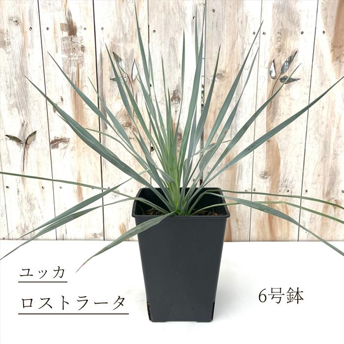 日本花キ流通 観葉植物 ユッカ ロストラータ 6号鉢 希少 送料