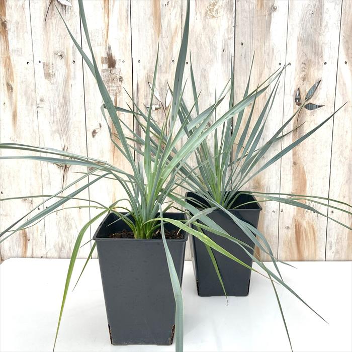 日本花キ流通 観葉植物 ユッカ ロストラータ 6号鉢 希少 送料