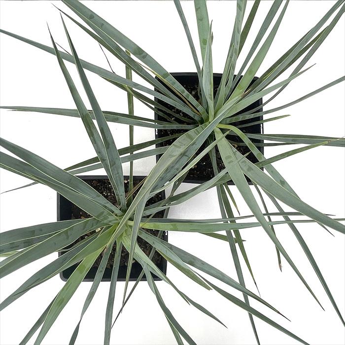 コタローさま専用出品 ユッカロストラータ 2023.5播種 国内実生株 NO.6 コタローさま専用出品 ユッカロストラータ 2023.5播種 国内実生