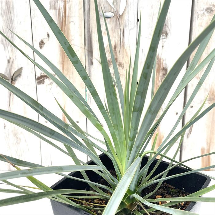 日本花キ流通 観葉植物 ユッカ ロストラータ 6号鉢 希少 送料