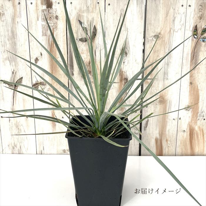 日本花キ流通 観葉植物 ユッカ ロストラータ 6号鉢 希少 送料無料 観葉
