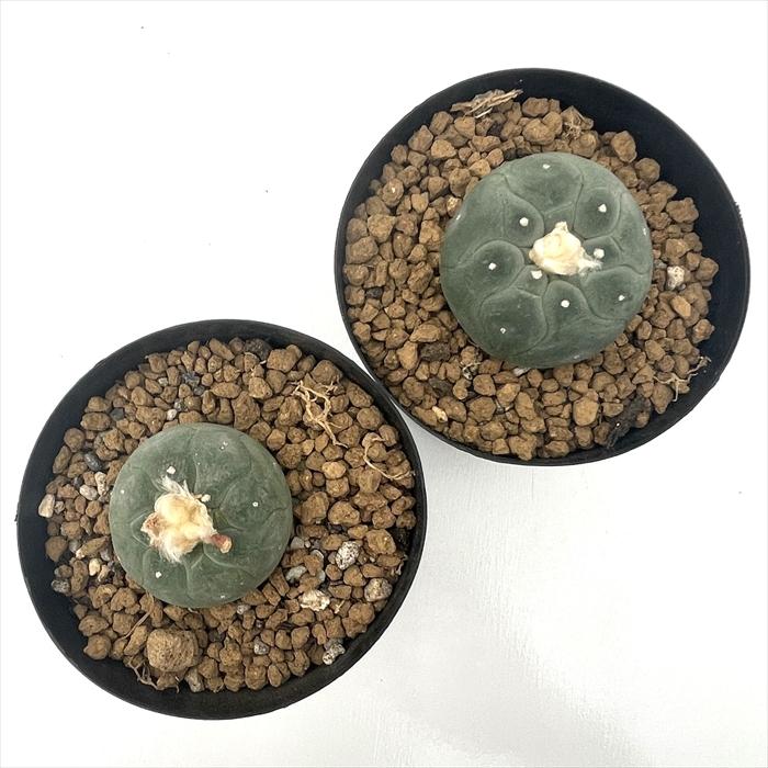 サボテン　ロホホラ　2株 悪戯されたサボテン」 ロホホラ(ロフォフォラ) 翠冠玉 陶器