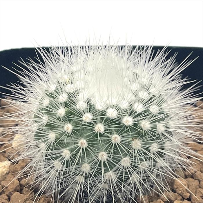 日本花キ流通 caサボテン 白閃小町 実生 7.5cmポット ノトカクサス