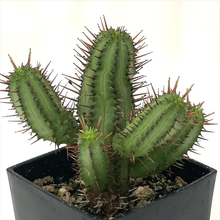 日本花キ流通 多肉植物 caユーフォルビア 紅彩閣 9cmポット 多肉植物
