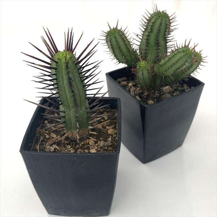 ユーフォルビア まとめ売り (サボテン・多肉植物) 1/2 日本花キ流通 多肉植物 caユーフォルビア 紅彩閣 9cmポット 多肉植物