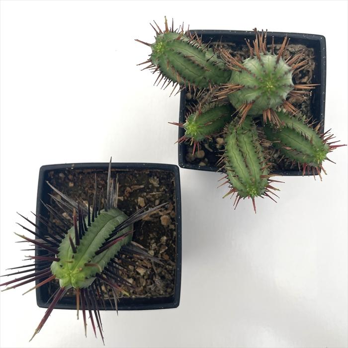 日本花キ流通 多肉植物 caユーフォルビア 紅彩閣 9cmポット 多肉植物