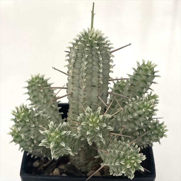 日本花キ流通 多肉植物 caユーフォルビア 白樺麒麟 9cmポット 多肉植物