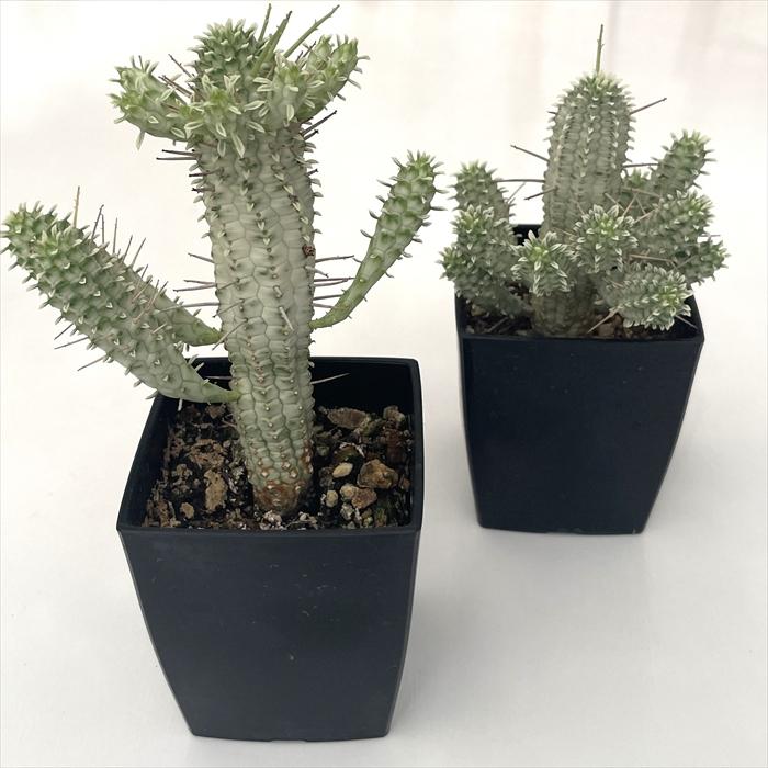 日本花キ流通 多肉植物 caユーフォルビア 白樺麒麟 9cmポット 多肉植物