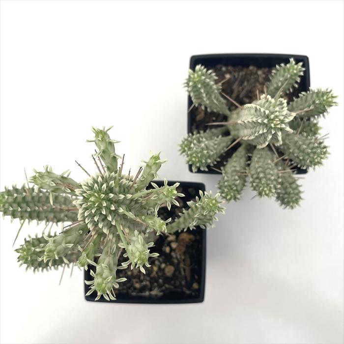 日本花キ流通 多肉植物 caユーフォルビア 白樺麒麟 9cmポット 多肉植物