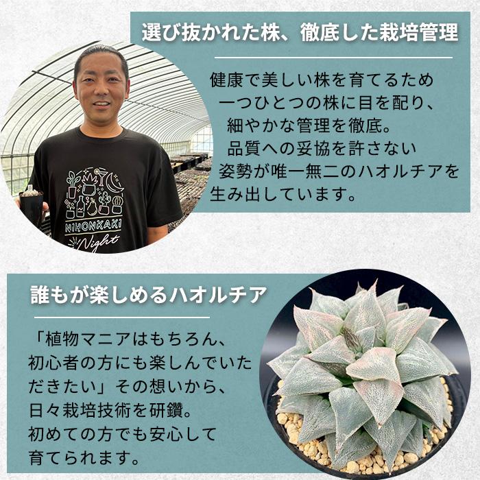 多肉植物 pnwハオルチア 姫桜錦 Plant's Work プランツワークさん苗