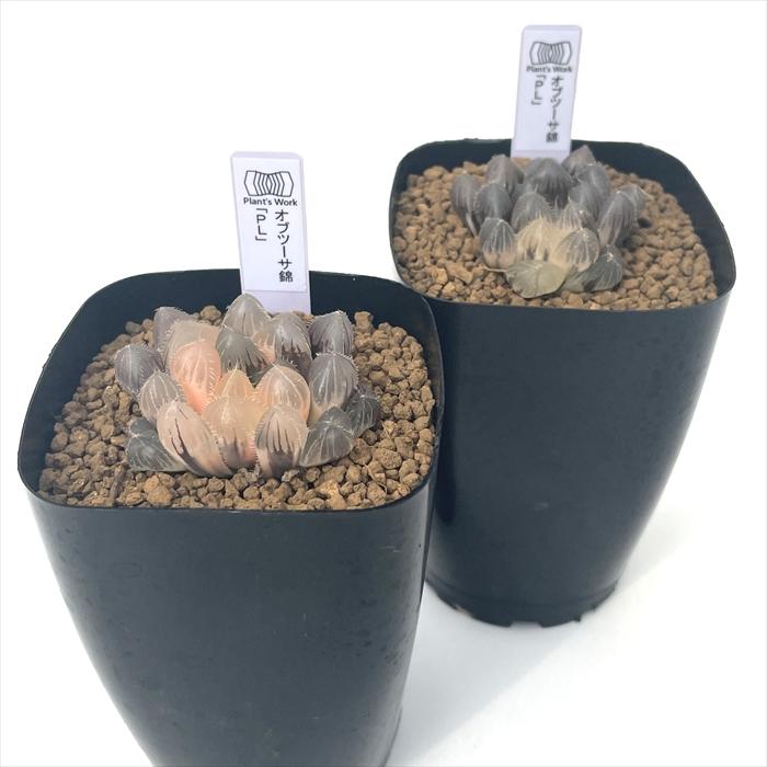 多肉植物 pnwハオルチア オブツーサ錦 「PL」 Plant's Work プランツ