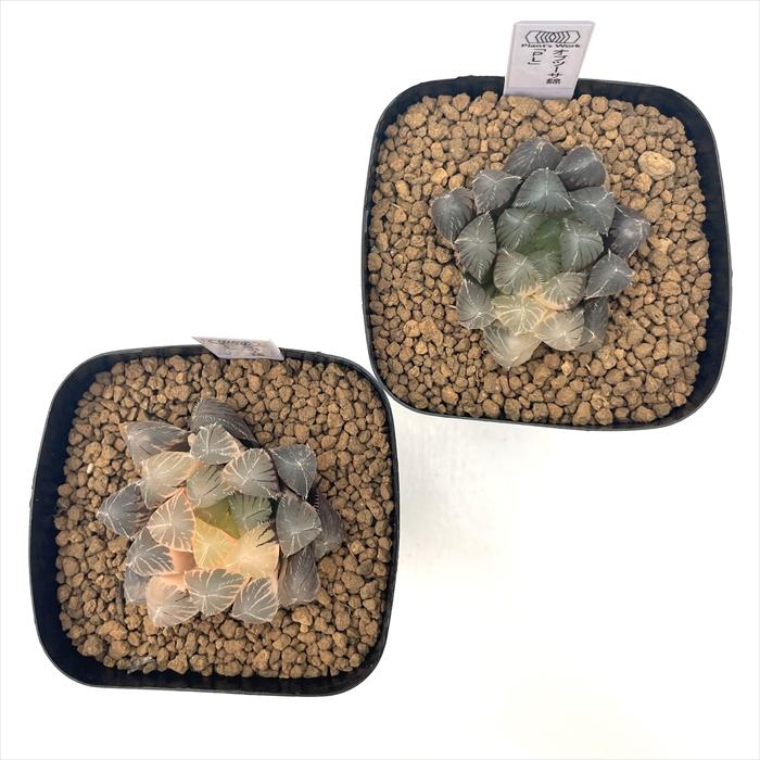 多肉植物 pnwハオルチア オブツーサ錦 「PL」 Plant's Work プランツ
