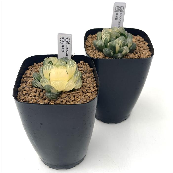 多肉植物 pnwハオルチア ドドソン紫オブツーサ錦 実生 Plant's Work