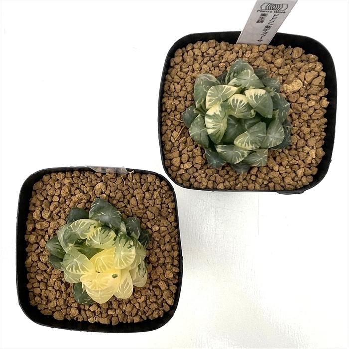 多肉植物 pnwハオルチア ドドソン紫オブツーサ錦 実生 Plant's Work