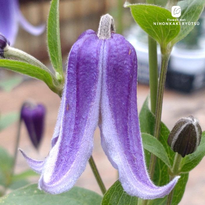 クレマチス　苗　⑥ クレマチス ゆいか 6寸鉢 | 鉢花・花苗 | 橋本種苗園オンライン