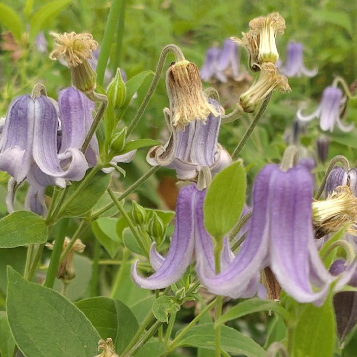 人気品種　クレマチス苗 クレマチス苗 2年生 『ジュイニアナ プレコックス』 5号鉢