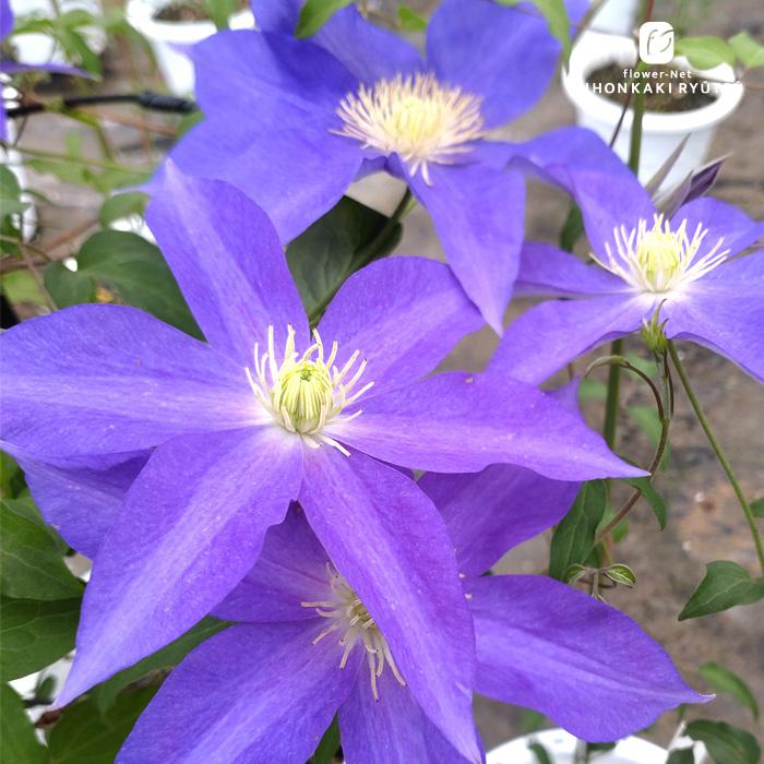 日本花キ流通 【まもなく締め切り】 予約販売 クレマチス 苗 こゆき