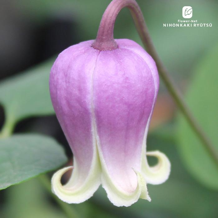 クレマチス苗 楽天市場】予約販売 クレマチス 苗 ミクラ ジャックマニー系 落合さん