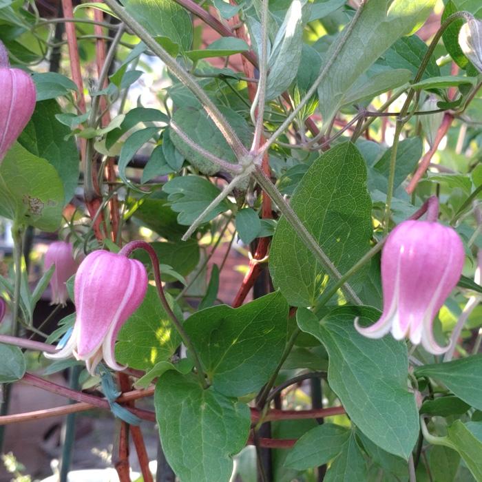 日本花キ流通 予約販売 クレマチス 苗 ティンクルピンク