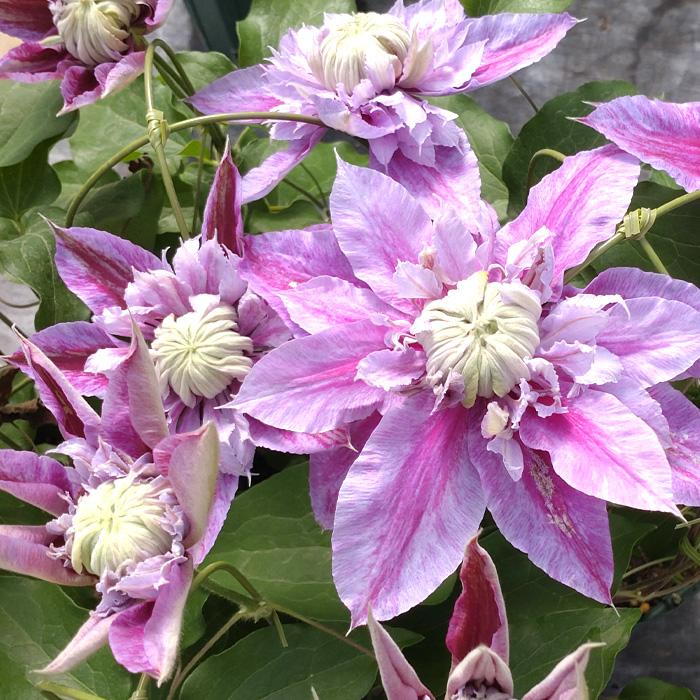 日本花キ流通 予約販売 クレマチス 苗 紅焔 早咲き大輪系 2年生苗 4号