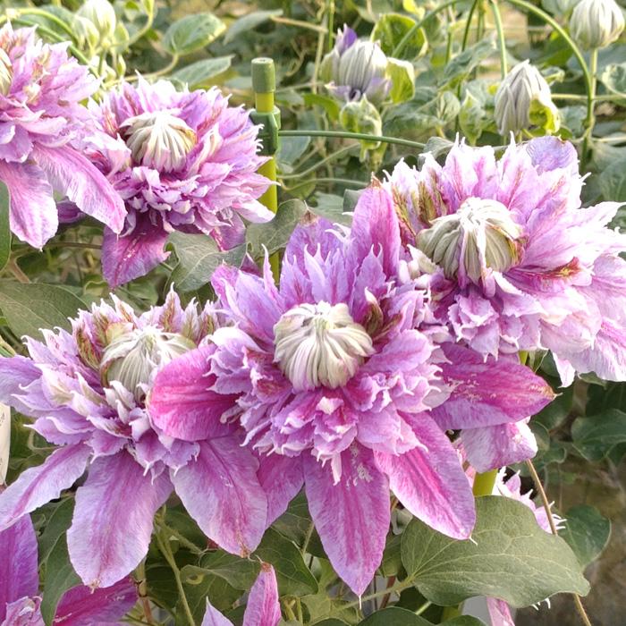 日本花キ流通 予約販売 クレマチス 苗 紅焔 早咲き大輪系 2年生苗 4号