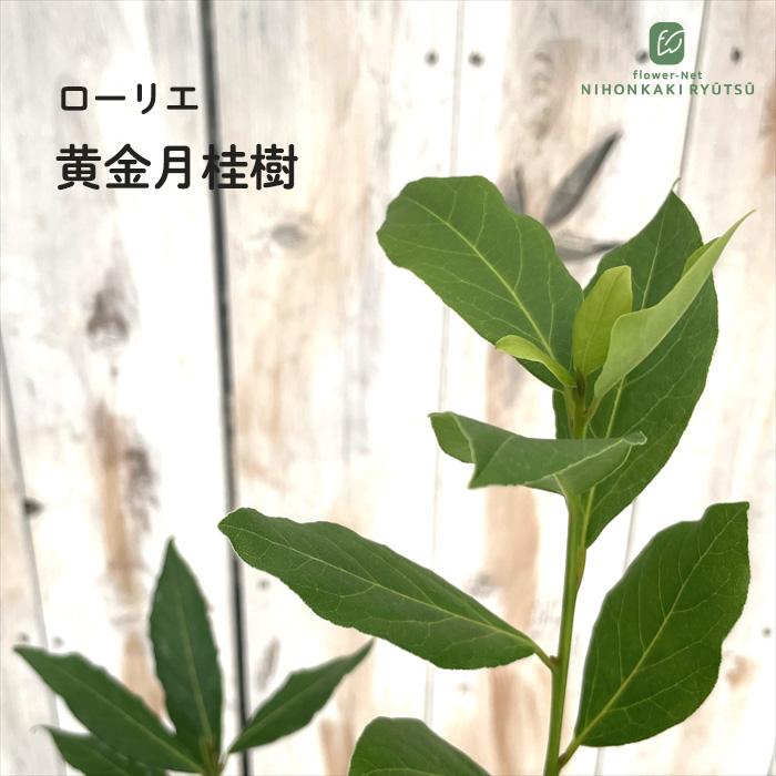 ゲッケイジュ 黄金月桂樹 ローリエ オーレア 10.5cmポット 月桂樹 ハーブ 苗  Herb 苗木 花木 | 日本花キ流通