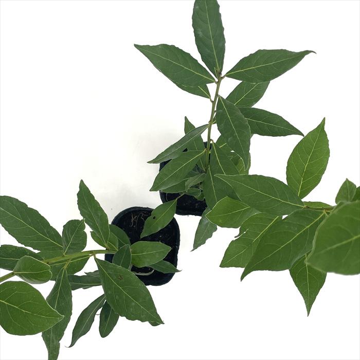 ゲッケイジュ 黄金月桂樹 ローリエ オーレア 10.5cmポット 月桂樹 ハーブ 苗  Herb 苗木 花木 | 日本花キ流通 | 03