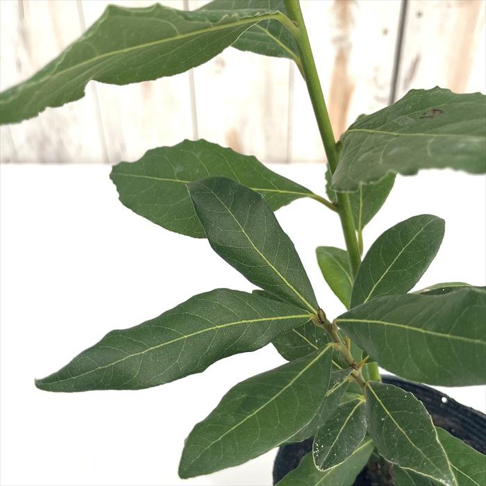 ゲッケイジュ 黄金月桂樹 ローリエ オーレア 10.5cmポット 月桂樹 ハーブ 苗  Herb 苗木 花木 | 日本花キ流通 | 04