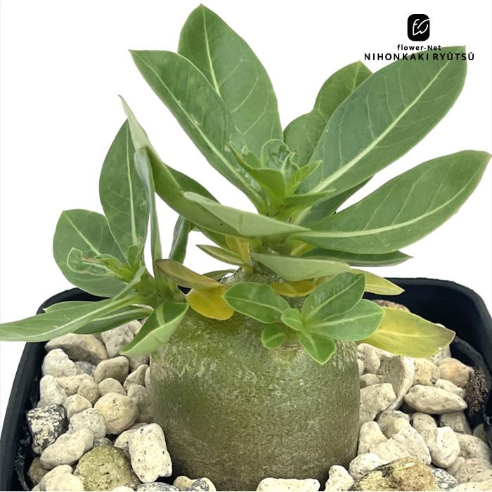 日本花キ流通 多肉植物 caアデニウム モンスター アラビカム