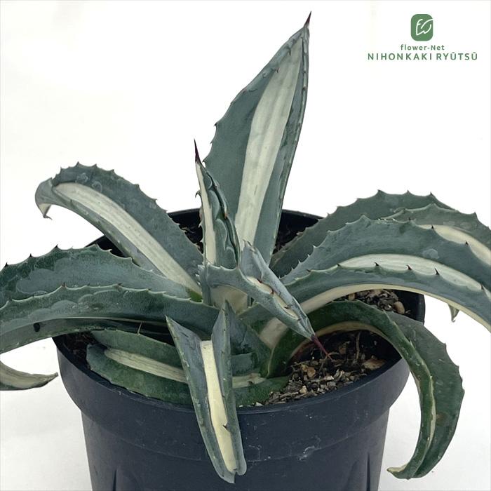 日本花キ流通 多肉植物 caアガベ 華厳 アメリカーナ