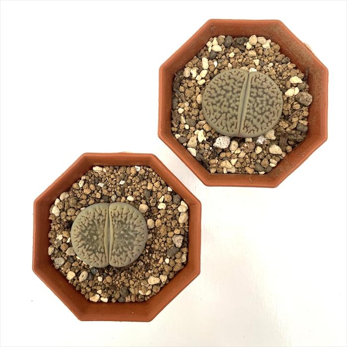 専用❤️速達付き同梱-850円多肉植物　リトープス 白曲 c244無紋 　鉢のまま 楽天市場】【多肉植物】生きる宝石 リトープスmix栽培セット