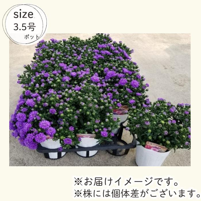 日本花キ流通 予約販売 宿根アスター ミステリーレディ ニコル 3.5号