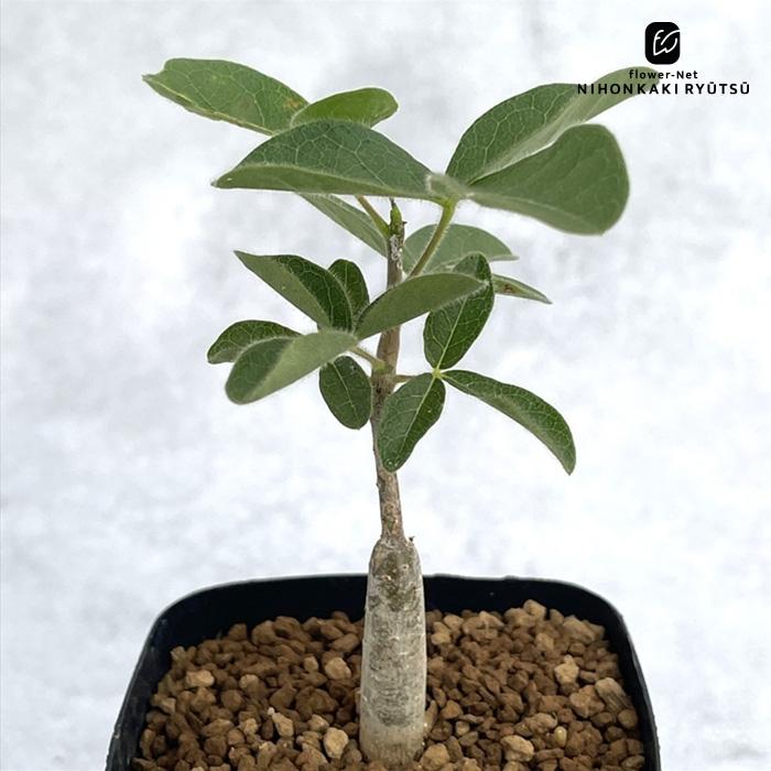 【グラキリス】春から塊根！多頭？良型 グラキリス】春から塊根！多頭？良型 グラキリス】春から塊根