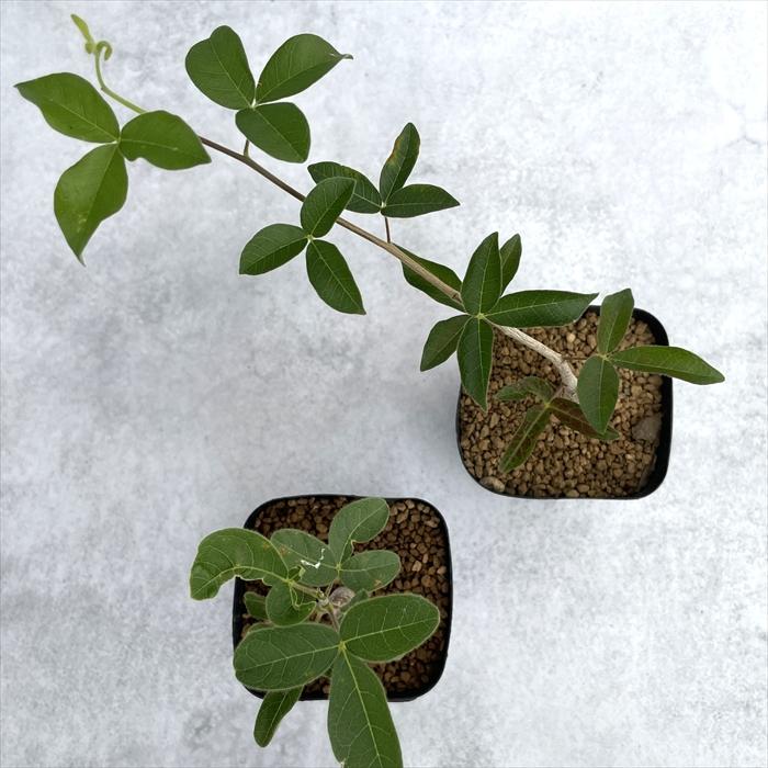 日本花キ流通 多肉植物 caコミフォラ オルビクラリス 多肉植物