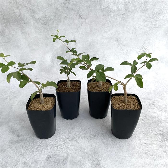 日本花キ流通 多肉植物 caコミフォラ オルビクラリス 多肉植物