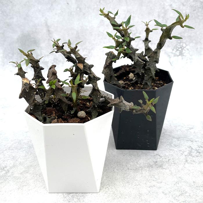 日本花キ流通 多肉植物 caセロペギア ボッセリ コーデックス 塊根植物