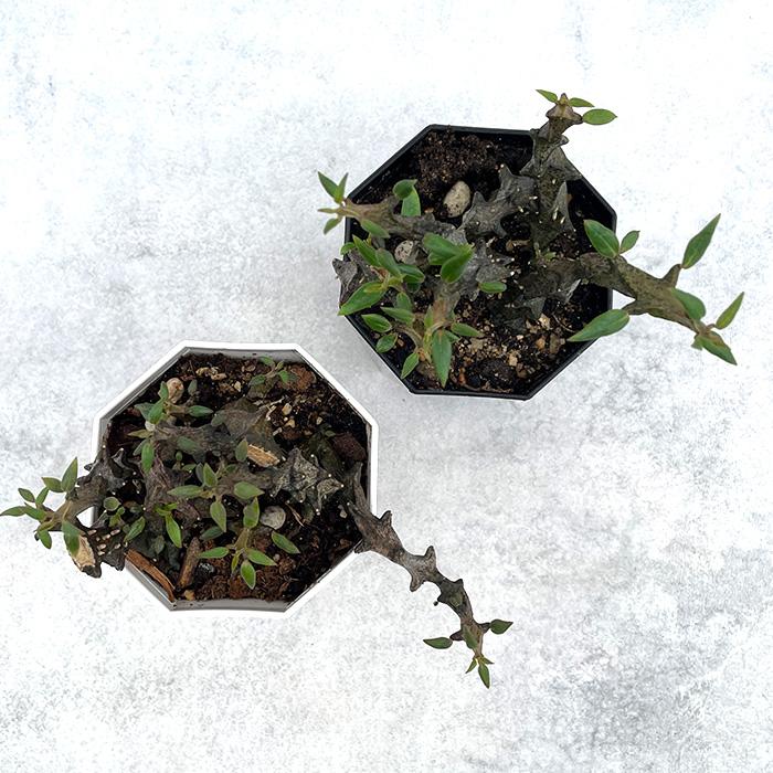 日本花キ流通 多肉植物 caセロペギア ボッセリ コーデックス 塊根植物