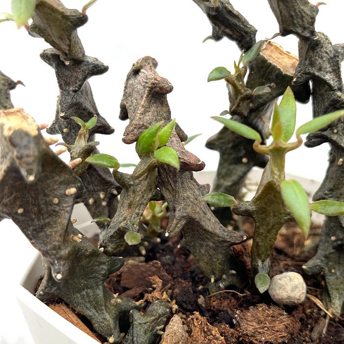 日本花キ流通 多肉植物 caセロペギア ボッセリ コーデックス 塊根植物