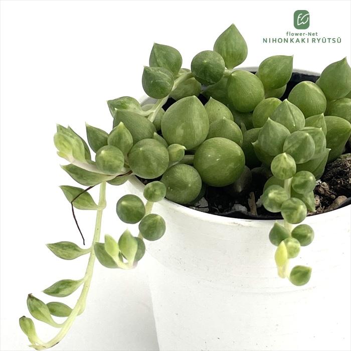 日本花キ流通 多肉植物 hmセネシオ エンジェルティアーズ錦 セネキオ