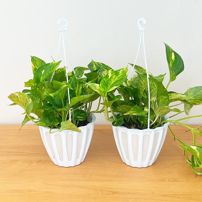 観葉植物 ポトス テルノ No.未定 カモフラージュ 5号鉢 吊り鉢 吊り