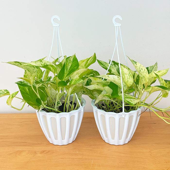 テルノキャスト　ポトス　5号　観葉植物　ハンギング 観葉植物 ポトス テルノ No.026 キャスト 5号鉢 吊り鉢 吊り下げ