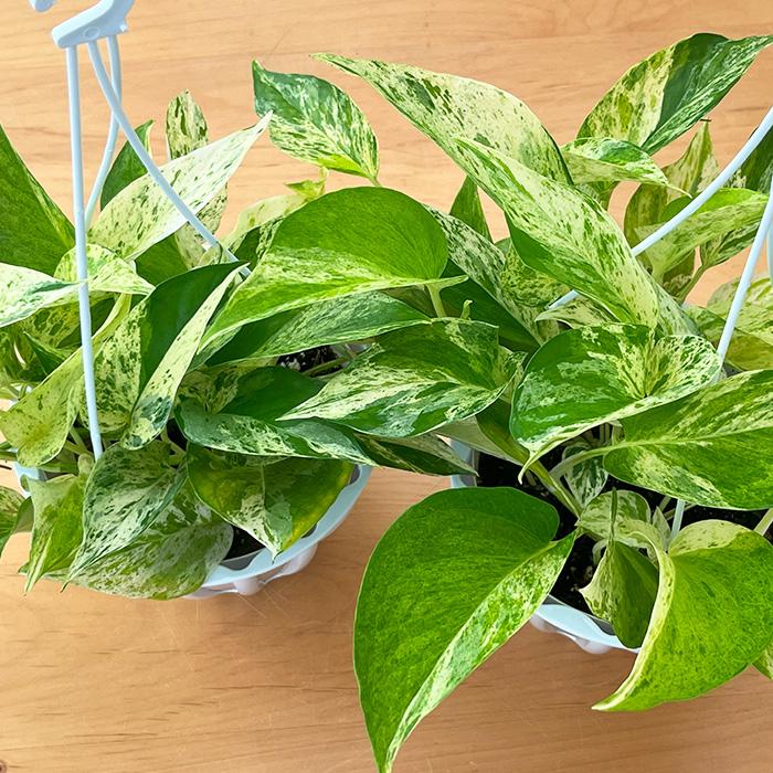 テルノキャスト　ポトス　5号　観葉植物　ハンギング 観葉植物 ポトス テルノ No.026 キャスト 5号鉢 吊り鉢 吊り下げ