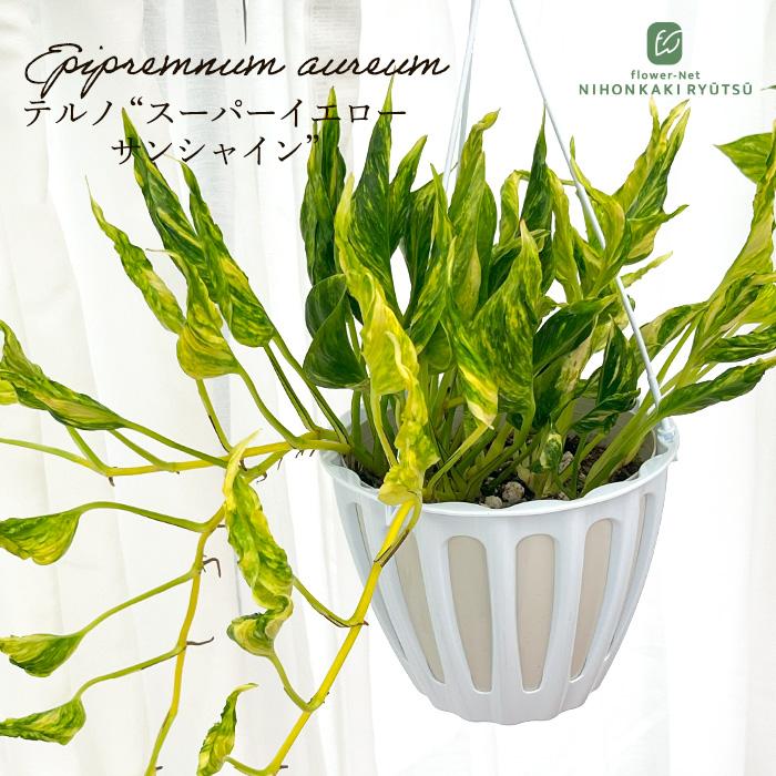 観葉植物 ポトス テルノ No.未定 スーパーイエローサンシャイン